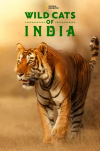 Les chats sauvages d’Inde sont un symbole de force et royauté depuis des siècles, mais malgré la vénération qu’ils évoquent et leur propre flexibilité et habileté, ces chats ont été exclus. Sur deux années, Les Chats sauvages d’Inde a voyagé […]