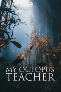 Une amitié inattendue se noue entre un réalisateur et une pieuvre qui vit dans une forêt de kelp sud-africaine et partage avec lui les mystères de son monde.   Bande annonce / trailer du film La Sagesse de la pieuvre […]