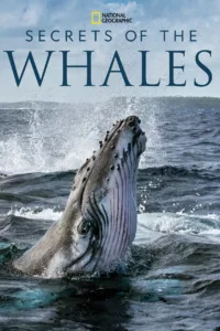 La série documentaire événement Les Secrets des baleines plonge le spectateur au cœur de la vie de 5 espèces différentes de cétacés – épaulards, baleines à bosse, bélugas, narvals et cachalots – et révèle comme jamais leurs défis et leurs […]