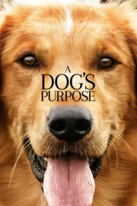 films et séries avec Mes vies de chien