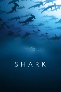 Requins : à bas la mauvaise réputation ! en streaming
